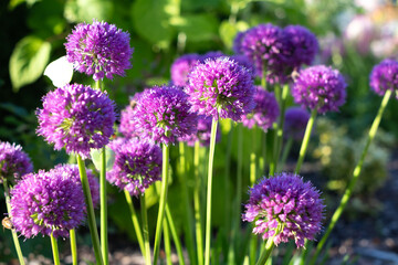 Blooming Allium (Allium giganteum) in the garden
