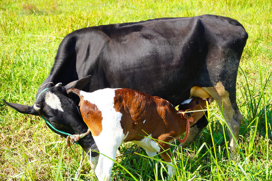 A close up of a healthy Beautiful  black cow nursing her calf. Cute cow baby is sucking milk from the mother. Calf drinking milk cow mom background image.