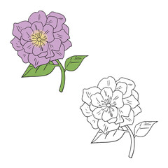 a Peony Flower. Simple Design Outline Style. You can give color you like. Vector Illustrations