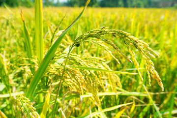 The green and yellow ears of Rice grains before harvest rice fields in Bangladesh.