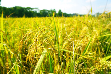 The green and yellow ears of Rice grains before harvest rice fields in Bangladesh.