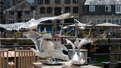Seagull eating leftover food at seaside cafe