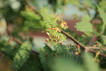 beautiful flowers with sun light. Blurred background, Selective focus.