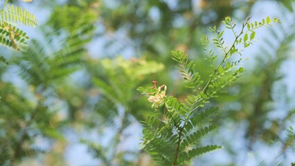 beautiful flowers with sun light. Blurred background, Selective focus.