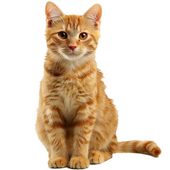 ginger cat sitting, isolated without background