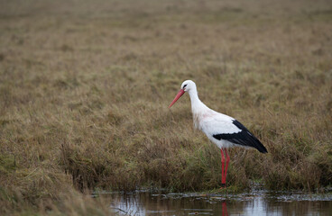 Weissstorch im Dezember in den Salzwiesen von Bröhl an der Nordsee. 
