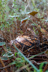 boletus mushrooms under dry pine needles close-up
