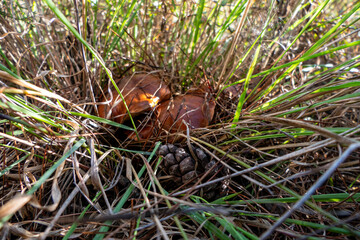 boletus mushrooms under dry pine needles close-up