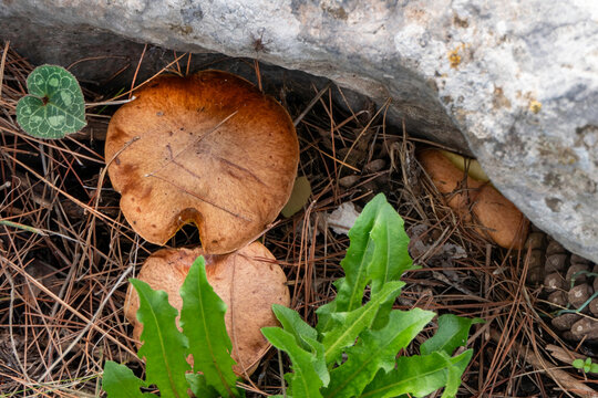 boletus mushrooms under dry pine needles close-up