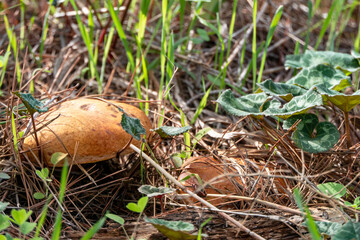 boletus mushrooms under dry pine needles close-up
