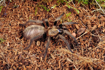 Braune Falltürspinne // Funnel-web trapdoor spider (Acanthogonatus francki) - Chile