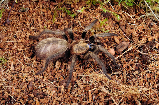 Braune Fallt&uuml;rspinne // Funnel-web trapdoor spider (Acanthogonatus francki) - Chile