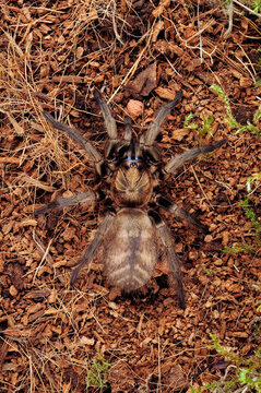 Funnel-web trapdoor spider // Braune Fallt&uuml;rspinne (Acanthogonatus francki) - Chile