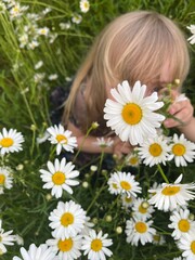 A 6-year-old girl sits among white daisy flowers, hides and laughs. High quality photo