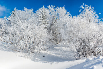Lao Rik soft rime landscape, northwest of Zhenbong Mountain, at the junction of Helong city and Antu County, Yanbian Korean Autonomous Prefecture, Jilin Province, China