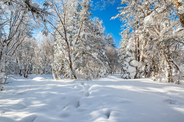Lao Rik soft rime and snow landscape, northwest of Zhenbong Mountain, at the junction of Helong city and Antu County, Yanbian Korean Autonomous Prefecture, Jilin Province, China