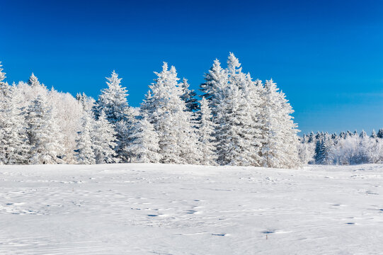 Lao Rik soft rime and snow landscape, northwest of Zhenbong Mountain, at the junction of Helong city and Antu County, Yanbian Korean Autonomous Prefecture, Jilin Province, China