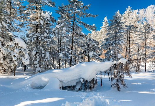 Lao Rik soft rime and snow landscape, northwest of Zhenbong Mountain, at the junction of Helong city and Antu County, Yanbian Korean Autonomous Prefecture, Jilin Province, China