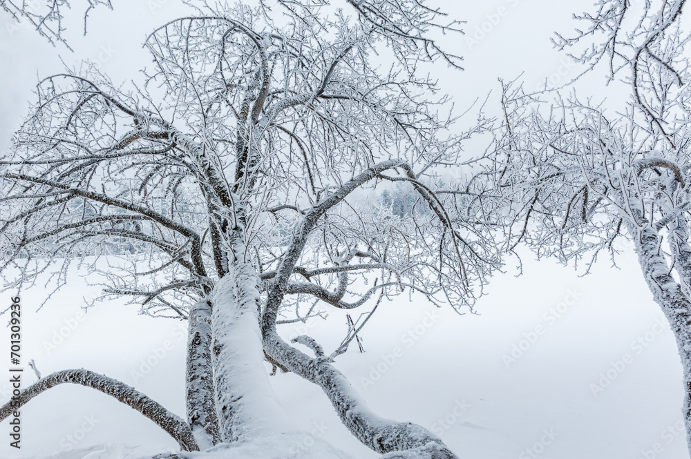 Wall mural Lao Rik soft rime landscape, northwest of Zhenbong Mountain, at the junction of Helong city and Antu County, Yanbian Korean Autonomous Prefecture, Jilin Province, China