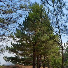 tree pine: Tree Against a Blue Sky