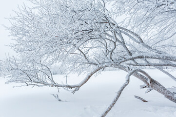 Lao Rik soft rime landscape, northwest of Zhenbong Mountain, at the junction of Helong city and Antu County, Yanbian Korean Autonomous Prefecture, Jilin Province, China