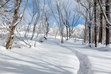 Obraz premium Lao Rik soft rime landscape, northwest of Zhenbong Mountain, at the junction of Helong city and Antu County, Yanbian Korean Autonomous Prefecture, Jilin Province, China