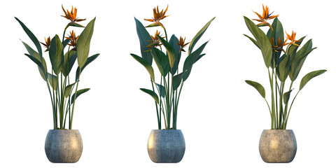 The bird of paradise plant (Strelitzia reginae)