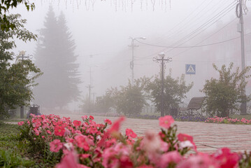 Cityscape. City street with beautiful flowers in the foreground. Early morning fog.