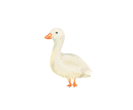 Watercolor goose isolated on white background. White goose illustration