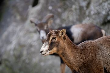 Portrait of a sheep. European mouflon of Corsica. Female Ovis aries musimon.