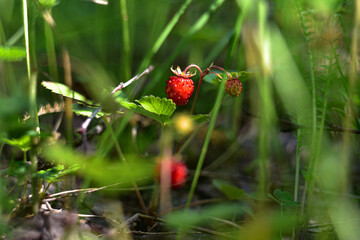 Wild berry Strawberry. Grows in the forest. Close-up.