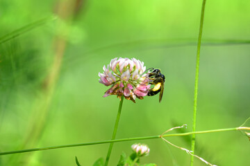 A bee collects nectar from clover. Close-up.