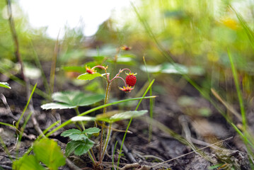 Wild berry Strawberry. Grows in the forest. Close-up.
