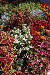 elegant flower bed of blooming begonias, marigolds and ornamental plants - coleus, cineraria