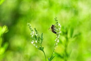 A bee collects nectar from clover. Close-up.