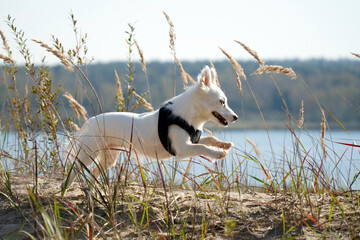 Small white dog in harness jumping on the grass - obrazy, fototapety, plakaty