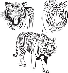Silhouette of Tiger, big cat, mammal. Can be use to poster design, merchandise design, sticker, card, etc. 