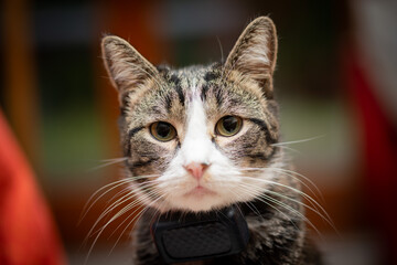 portrait of a white and gray european cat wearing a GPS tracking device on his collar
