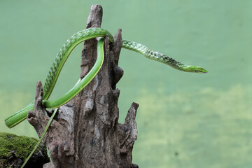 An oriental whipsnake hunts prey on a weathered tree trunk. This exotic reptile has the scientific...