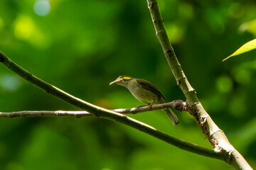 Mimic honeyeater or Microptilotis analogus observed in Waigeo in West Papua, Indonesia