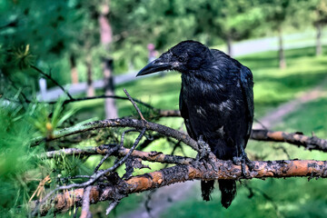 A black rook chick sits on a tree branch...