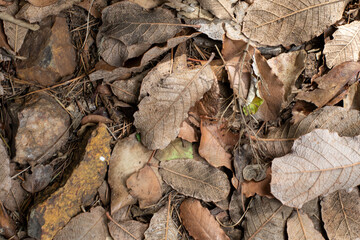 Dry leaves on the ground underneath a tree image for background use