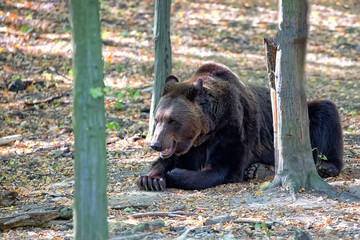 Brown bear in the forest