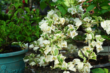 Beautiful white bougainvillea flower. growing in the home garden