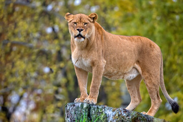Lioness in a clearing
