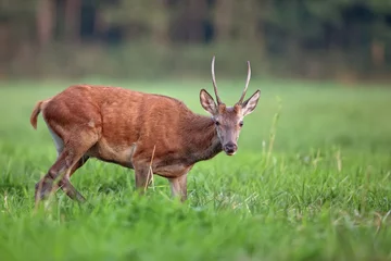 Fotobehang Young red deer in the meadow © Janusz