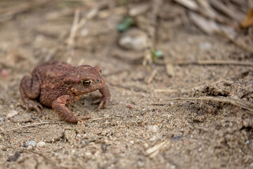 Brown frog on the ground