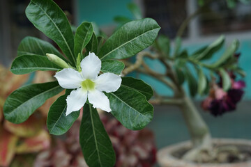 White Desert Rose. beautiful adenium obesum