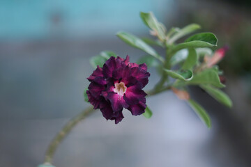 beauty of flowers nurturing the heart of the grower