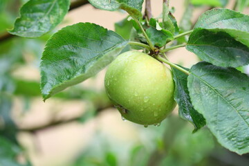 Green apple